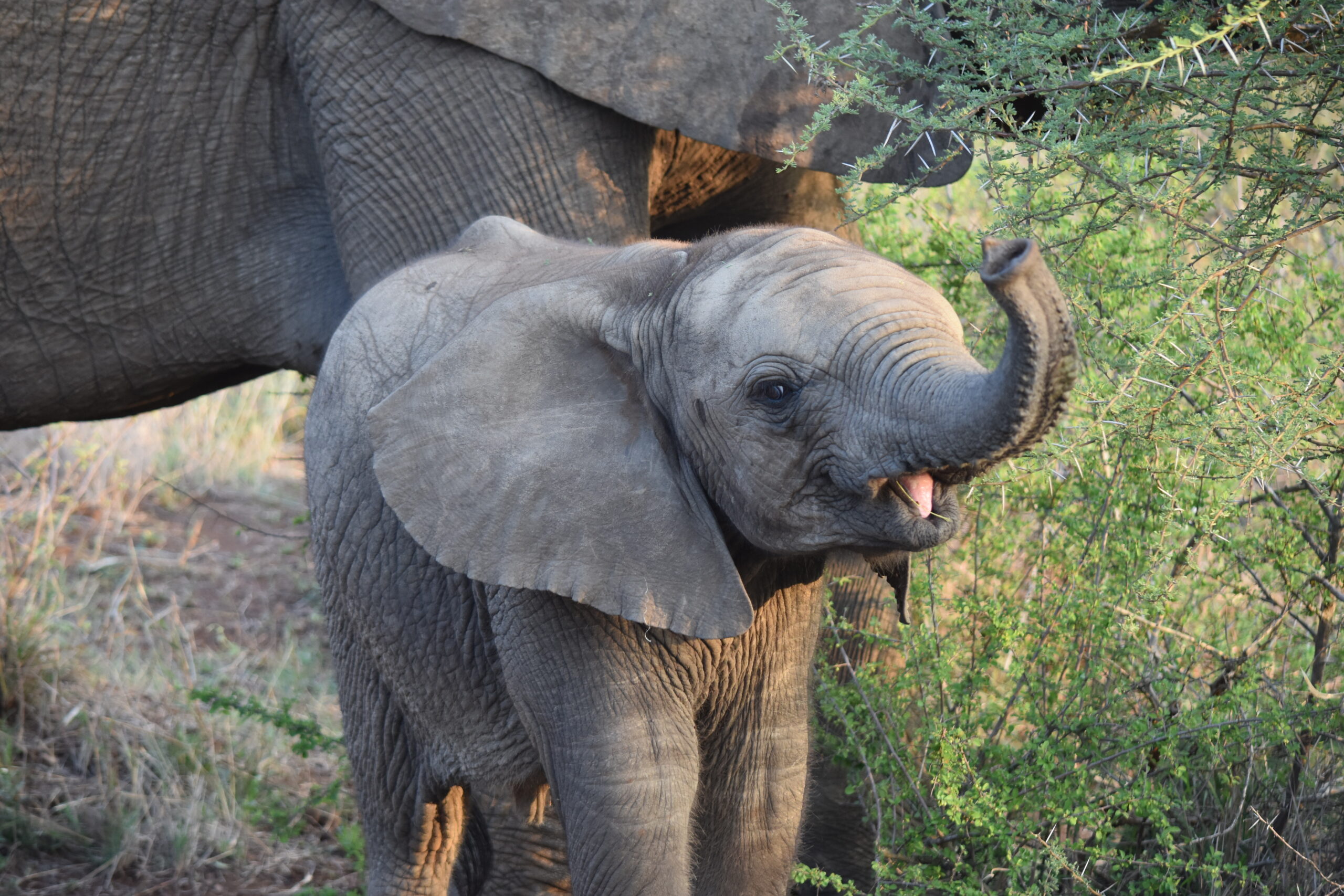 Ein Elefantenbaby, das den Rüssel in die Luft hebt und dabei aussieht, als würde es Lachen.